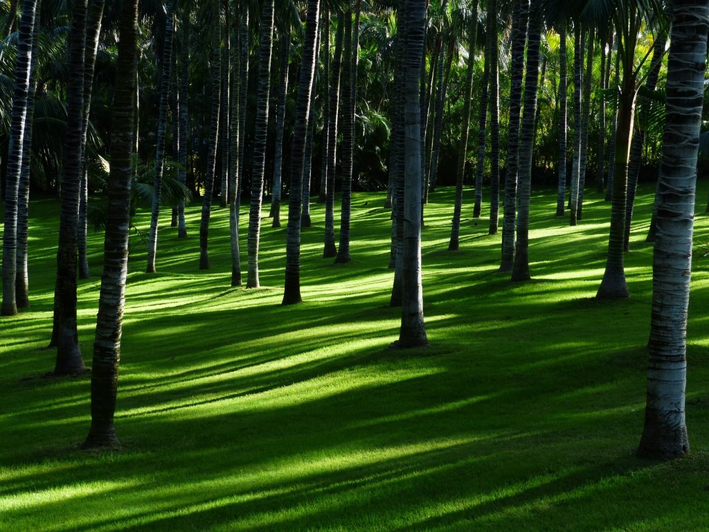 white and brown trees on forest during daytime