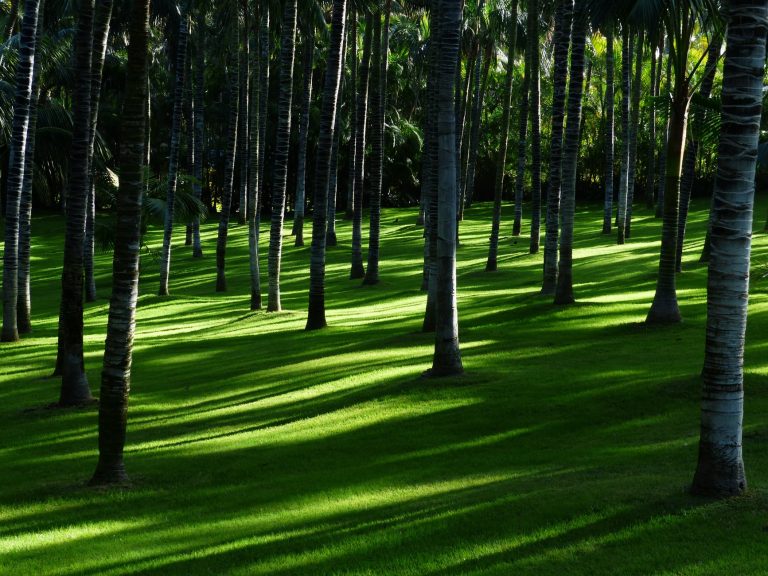 white and brown trees on forest during daytime