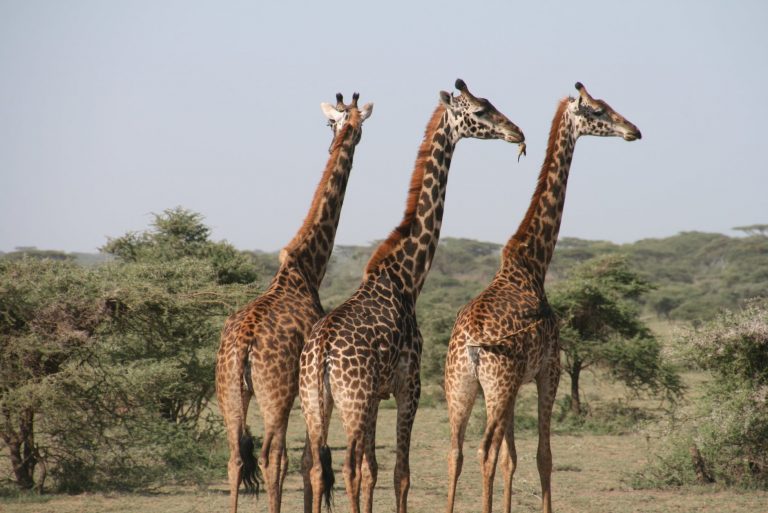 africa animal photography animals blur